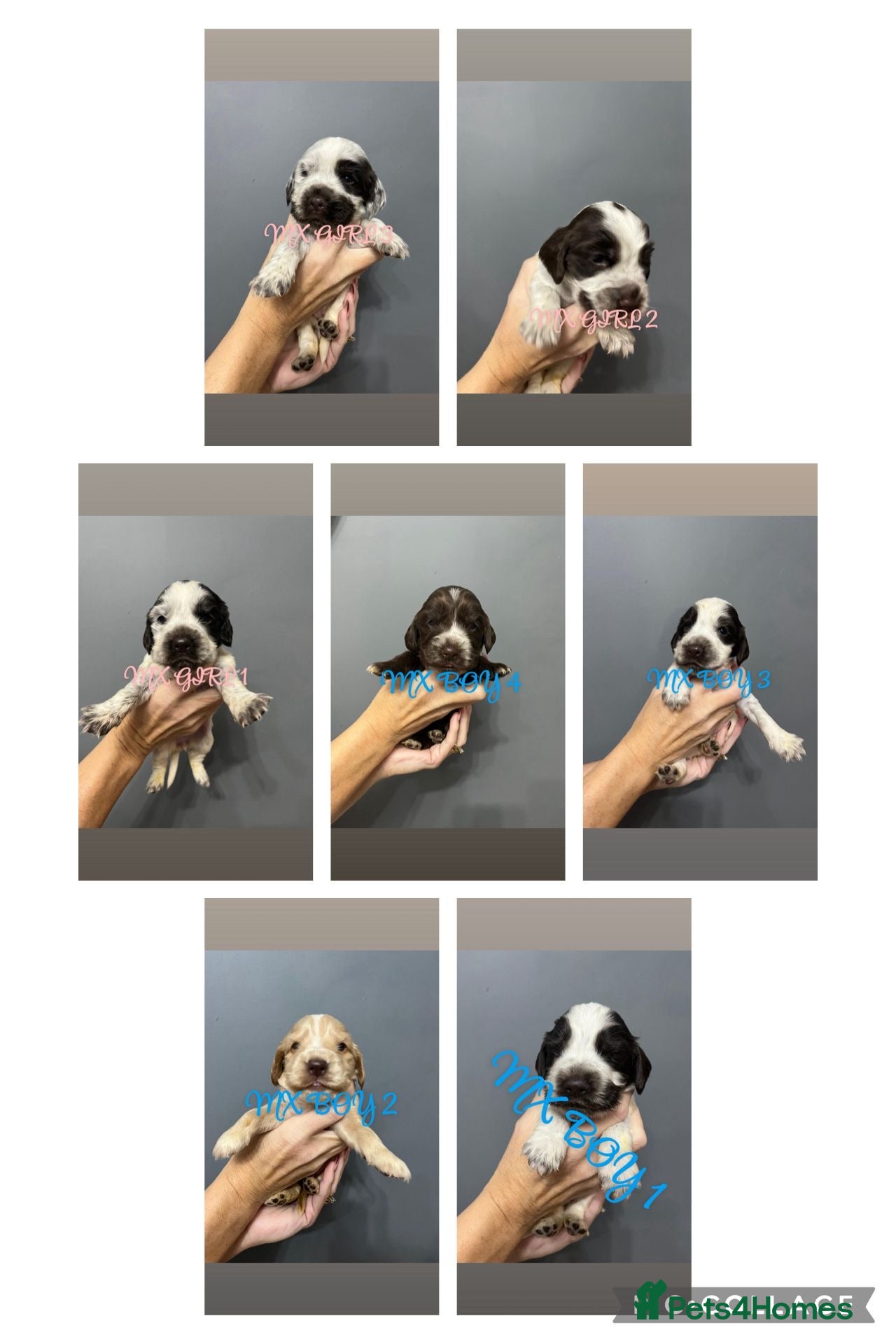 Cocker Spaniel dogs KC REG SHOW COCKER SPANIEL PUPS - Advert 10