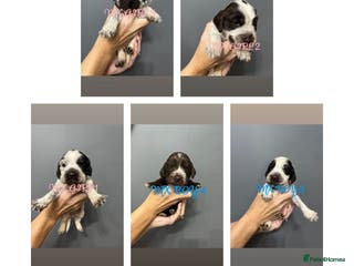 Cocker Spaniel dogs KC REG SHOW COCKER SPANIEL PUPS - Advert 10