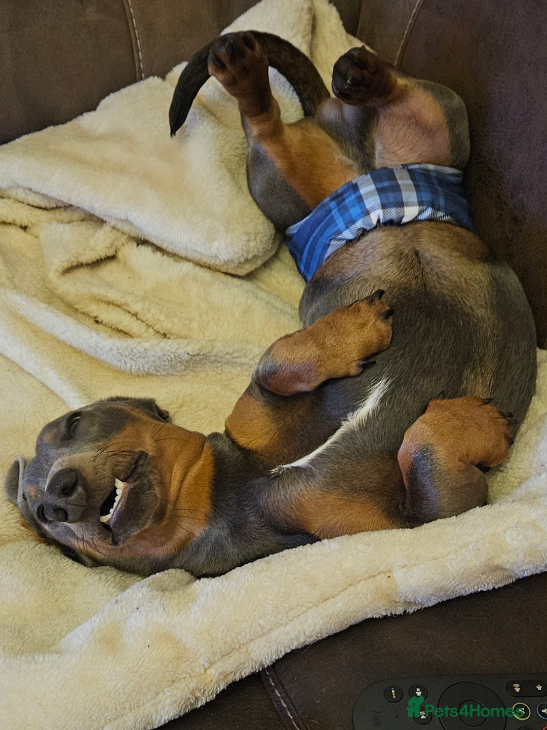 Dachshund dogs for sale: Isabella Standard dachshund  - Advert 1