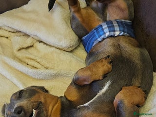 Dachshund dogs Isabella Standard dachshund - Advert 2