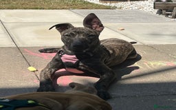 Mixed Breed dogs for sale: 2 8 month old bullmastiff lurcher - Image 2
