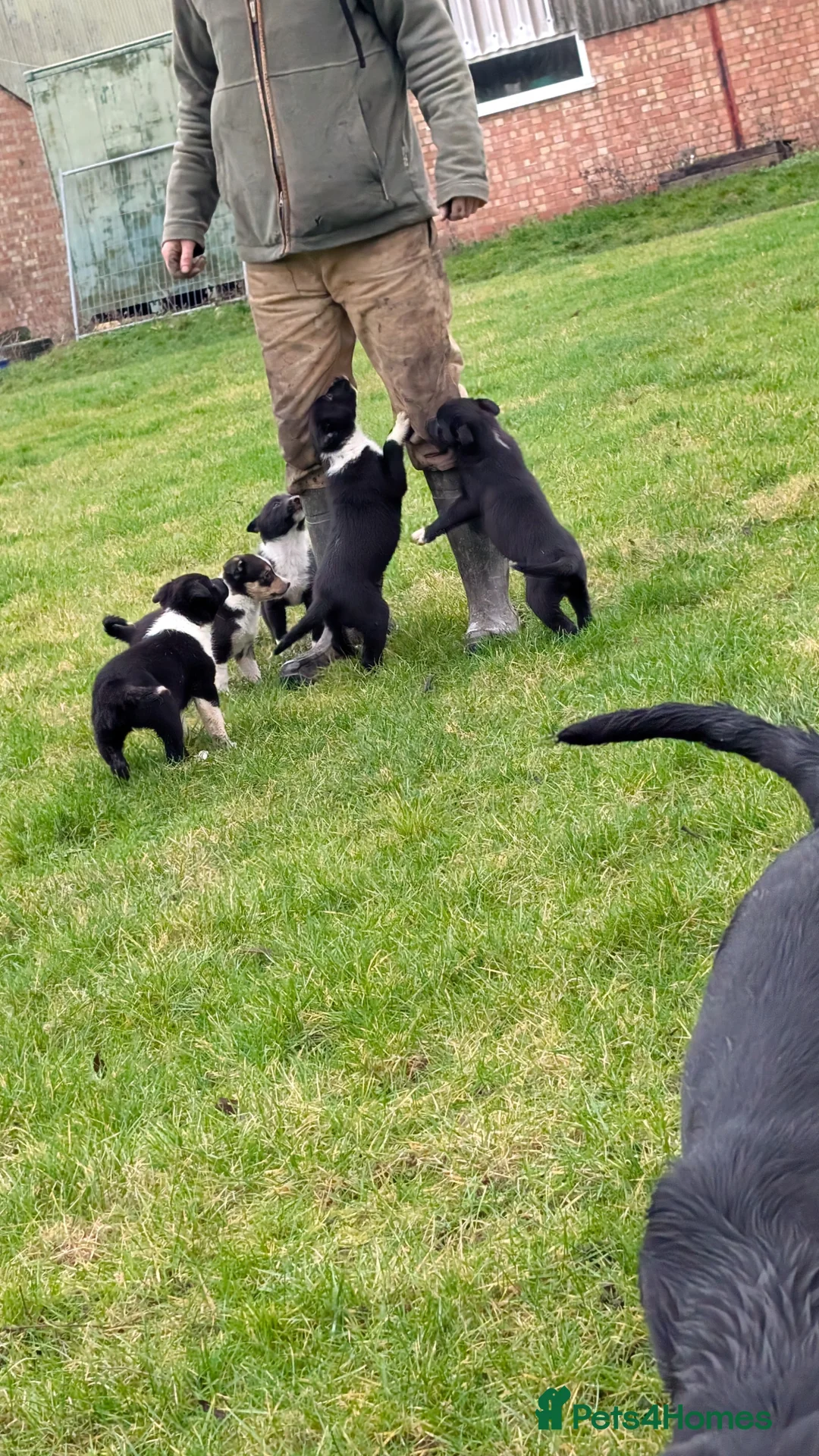 Border Collie dogs for sale: Traditional farm bred collies - Advert 9