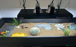 Tortoise reptiles for sale: Horsefield Tortoise  - Image 4