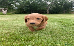 Australian Labradoodle dogs for sale: Australian Labradoodle puppies  - Image 12