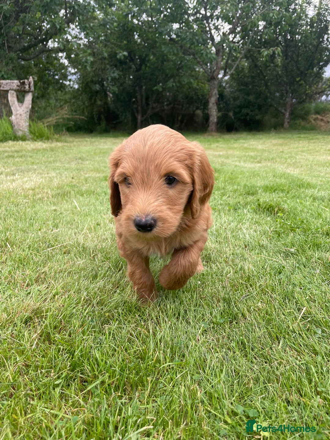 Australian Labradoodle dogs for sale: Australian Labradoodle puppies  - Image 12