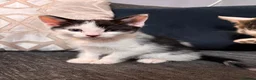 Domestic Shorthair cats for sale: Beautiful kittens ready for their forever homes 🩷 - Advert 8