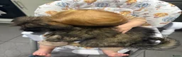 Mixed Breed dogs for sale: Cocoa  - Advert 4