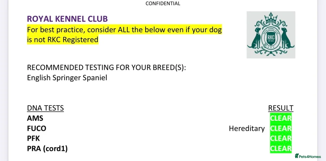 English Springer Spaniel dogs for stud: Heavily marked working ESS For Stud - Advert 8