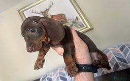 Dachshund dogs for sale: READY NOW Beautiful miniature girl puppy - Image 1