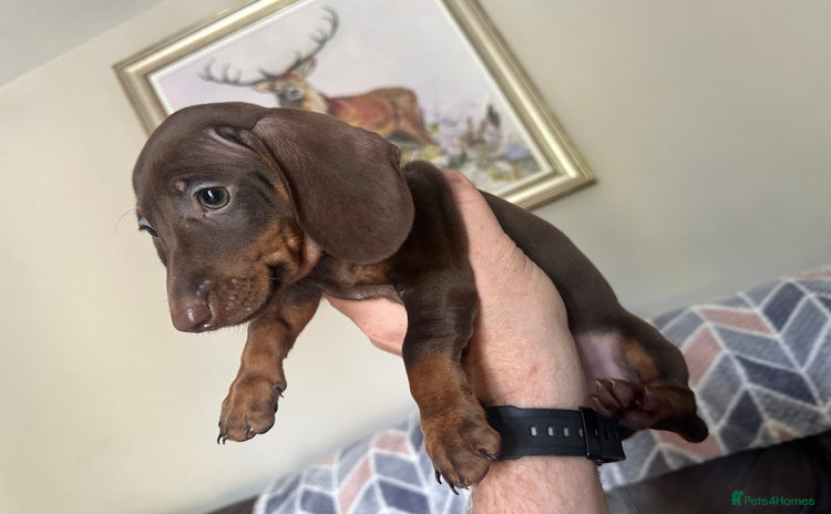 Dachshund dogs - Advert 6