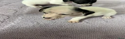 Mixed Breed dogs for sale: Cockapoo cross jackrussell pups in Norwich - Advert 9