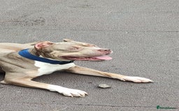 Mixed Breed dogs for sale: Caine corso/ American bully 10 weeks - Advert 21