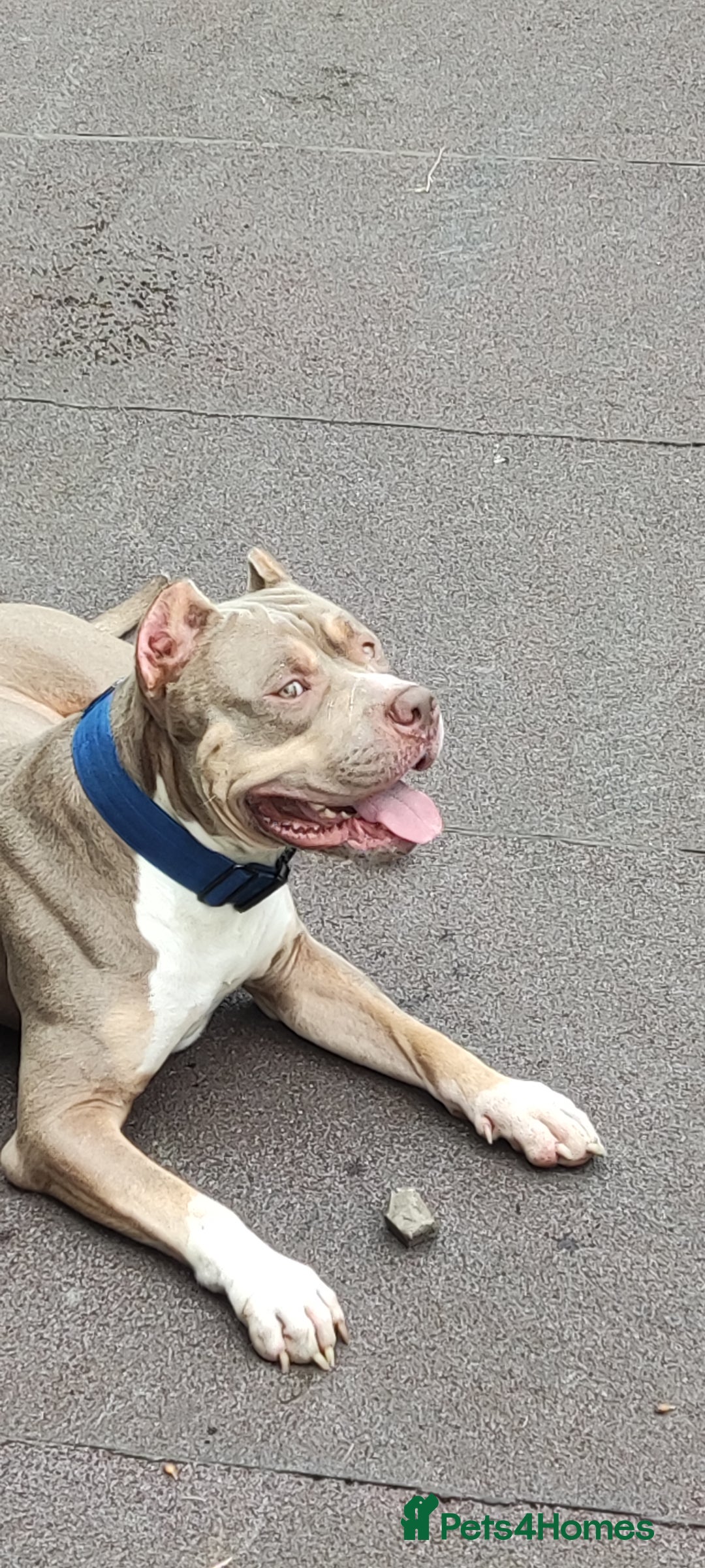 Mixed Breed dogs for sale: Caine corso/ American bully 10 weeks - Advert 21