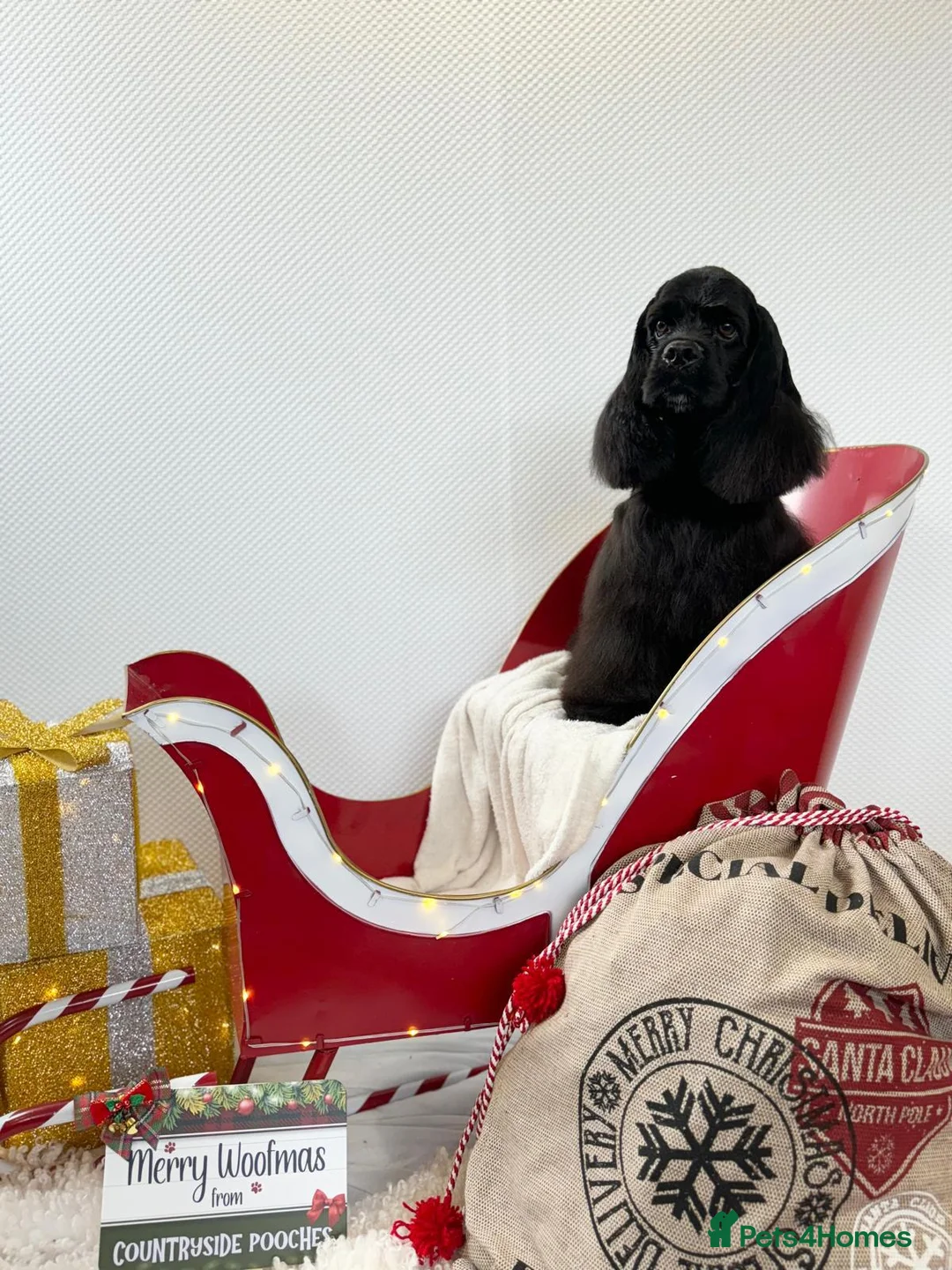 American Cocker Spaniel dogs for stud: KC PROVEN American Cocker Spaniel Stud (0.1% COI) in Stafford - Advert 10