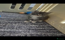 Maine Coon cats for sale: Last girl Tica Beautiful Maine Coon kittens  - Image 2