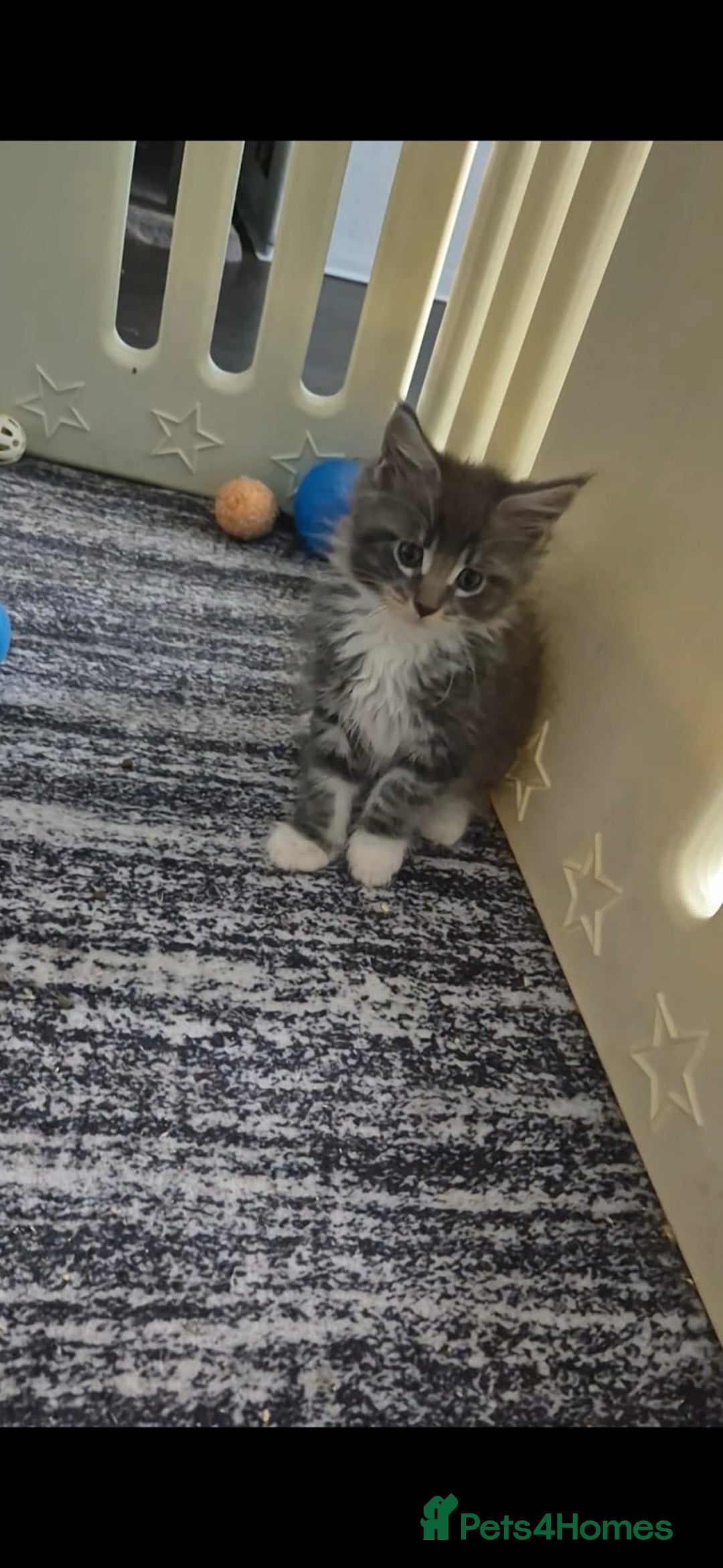 Maine Coon cats for sale: Last girl Tica Beautiful Maine Coon kittens  - Image 2