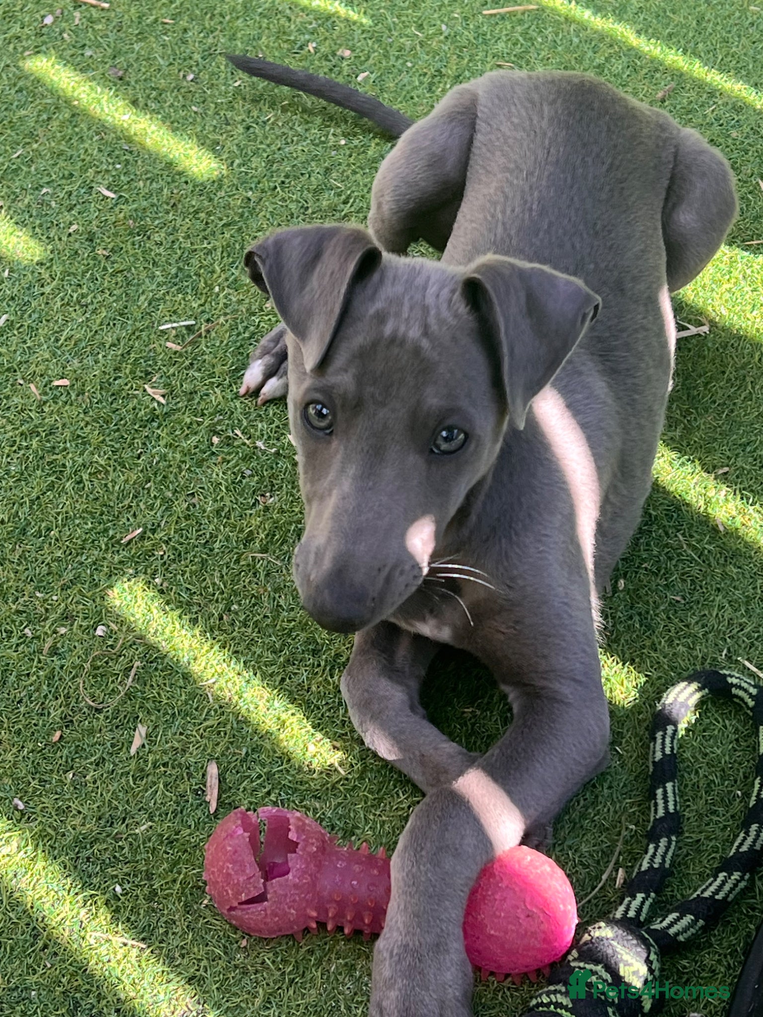 Whippet dogs Blue Whippet Boy Puppy – Ready Now - Advert 2