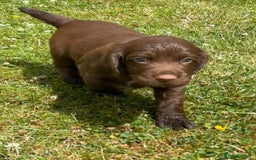 Cocker Spaniel dogs for sale: Working cocker puppy - Image 5