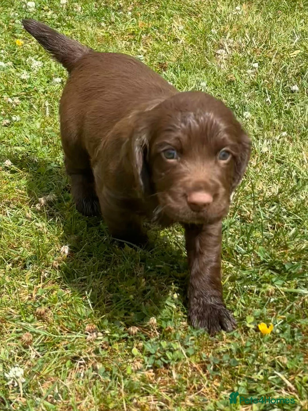 Cocker Spaniel dogs for sale: Working cocker puppy - Image 5