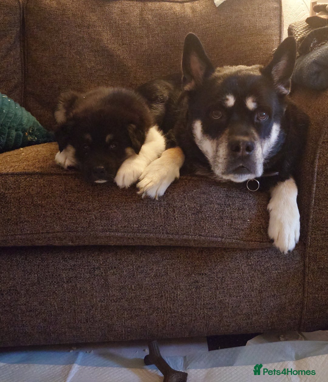 Mixed Breed dogs for sale: Husky x Malamute\English Bulldog - Image 6