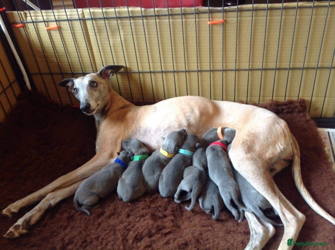 Whippet dogs for stud: BLUE PEDIGREE KC REGISTERED WHIPPET AT STUD in Salisbury - Image 4