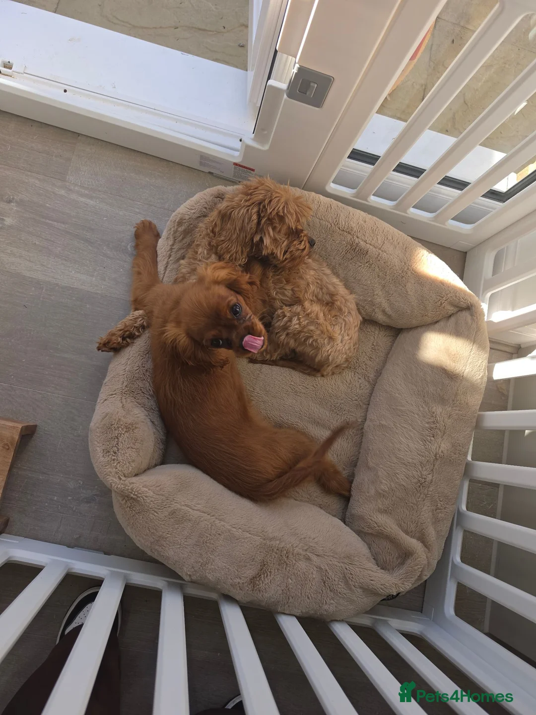 Cavalier King Charles Spaniel dogs for sale: Female cavalier and cavapoo for rehome - Advert 8