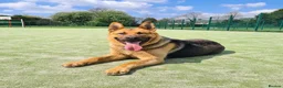 German Shepherd dogs for stud: Tank available for stud duties  - Advert 1