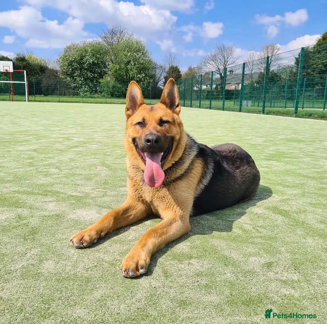 German Shepherd dogs for stud: Tank available for stud duties  - Advert 1