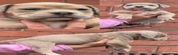 Olde English Bulldogge dogs for sale: Beautiful old English Bulldog Puppies for sale  - Advert 8