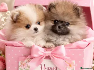 Pomeranian dogs Stunning Male Pomeranians - Advert 12