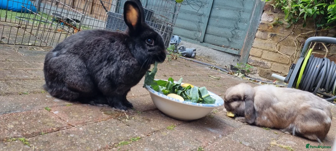 Mixed Breed rabbits for sale: Bonded adult Rabbits  - Advert 1