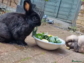 Mixed Breed rabbits Bonded adult Rabbits - Advert 4