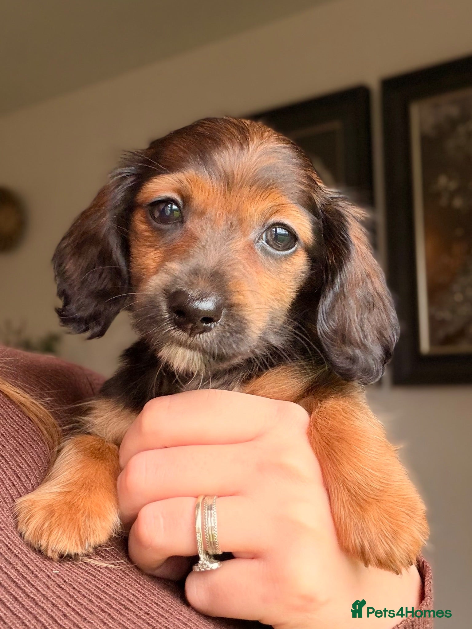 Miniature Dachshund dogs Reduced! KC Reg Longhaired Miniature Dachshunds  - Advert 6