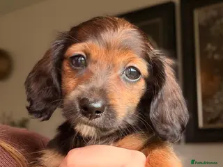 Miniature Dachshund dogs Reduced! KC Reg Longhaired Miniature Dachshunds - Advert 6