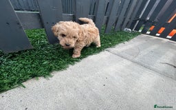 Cockapoo dogs for sale: Beautiful small  cockapoo puppies  - Image 17