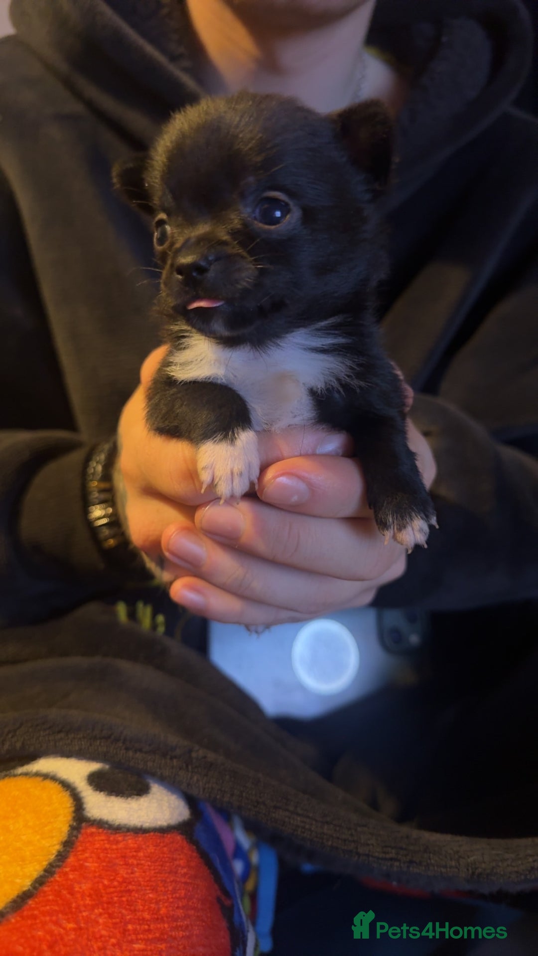 Chihuahua dogs for sale: Chihuahua puppies for sale - Advert 2
