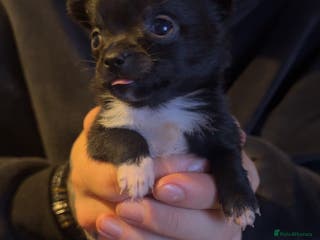 Chihuahua dogs Chihuahua puppies for sale - Advert 5