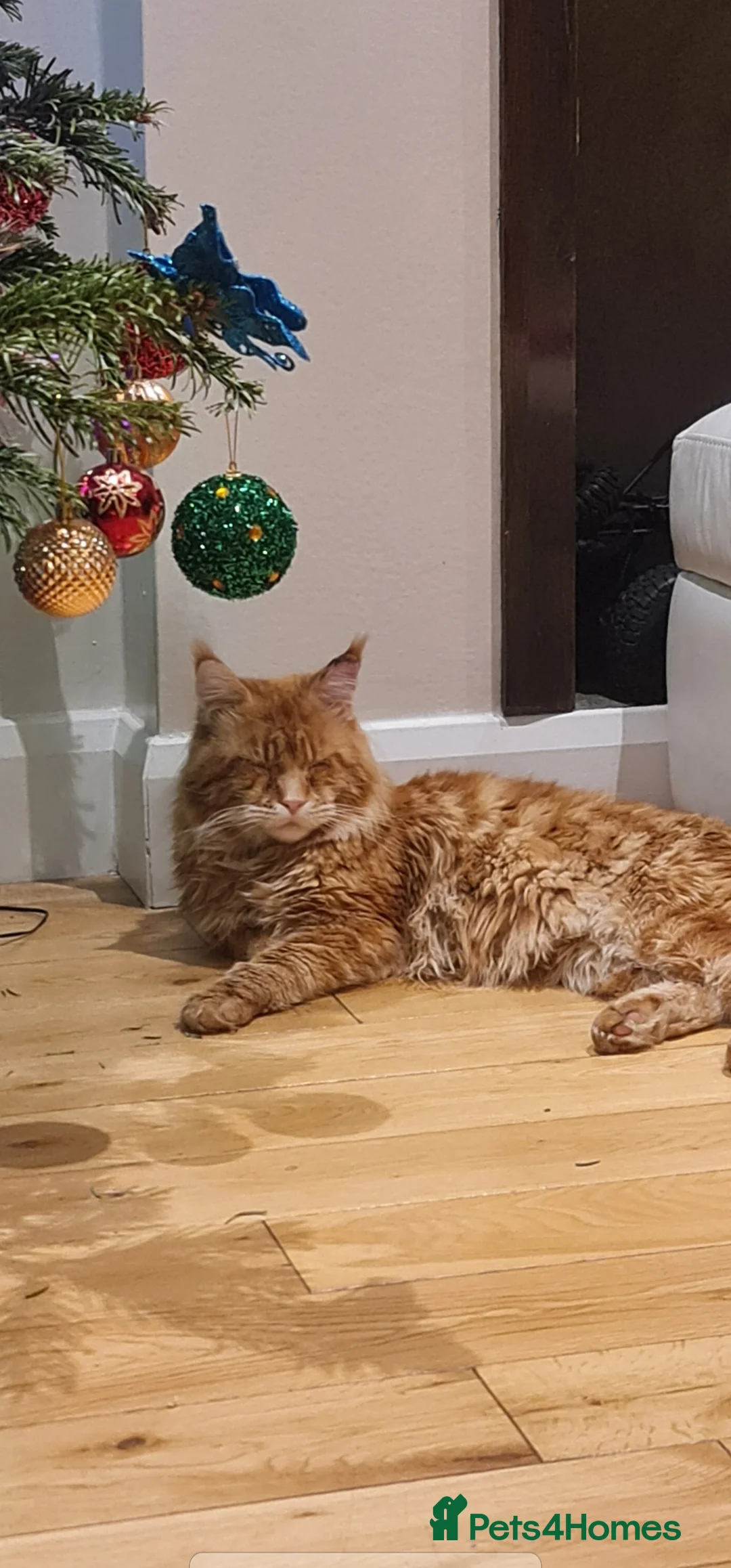 Maine Coon cats for stud: Chack Noris (Red Blotched Tabby) in New Malden - Advert 14