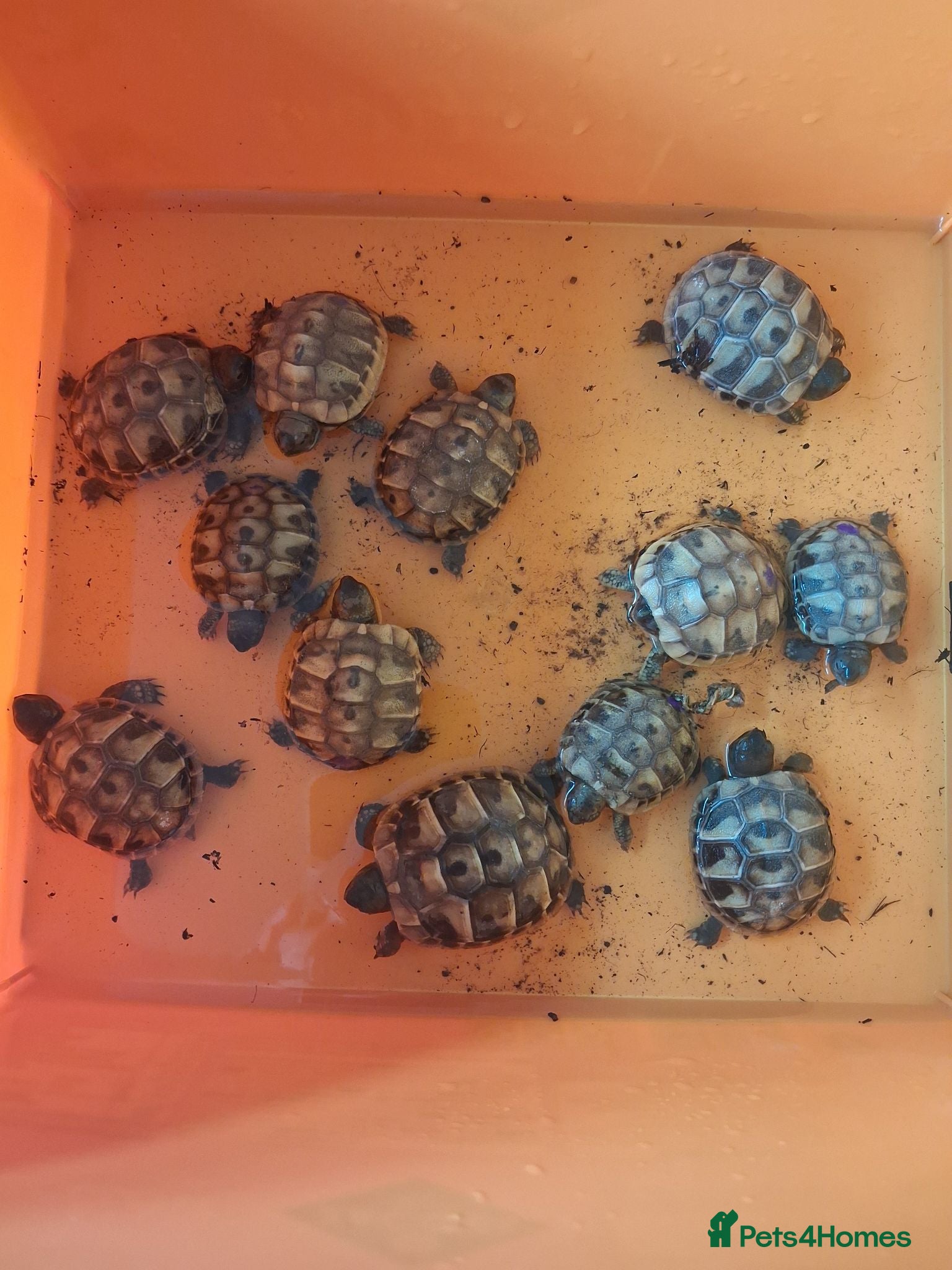 Hermann Tortoise reptiles Baby Hermann tortoises, UK bred. - Advert 9