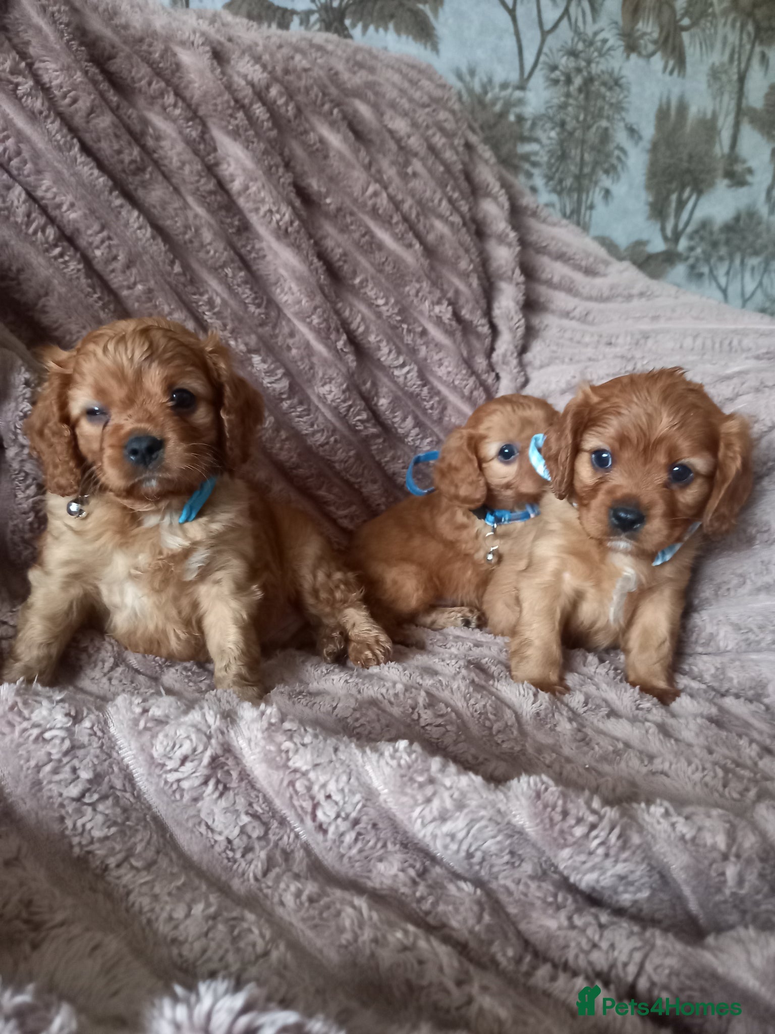 Cavapoo dogs Fb1 cavapoo  - Advert 1