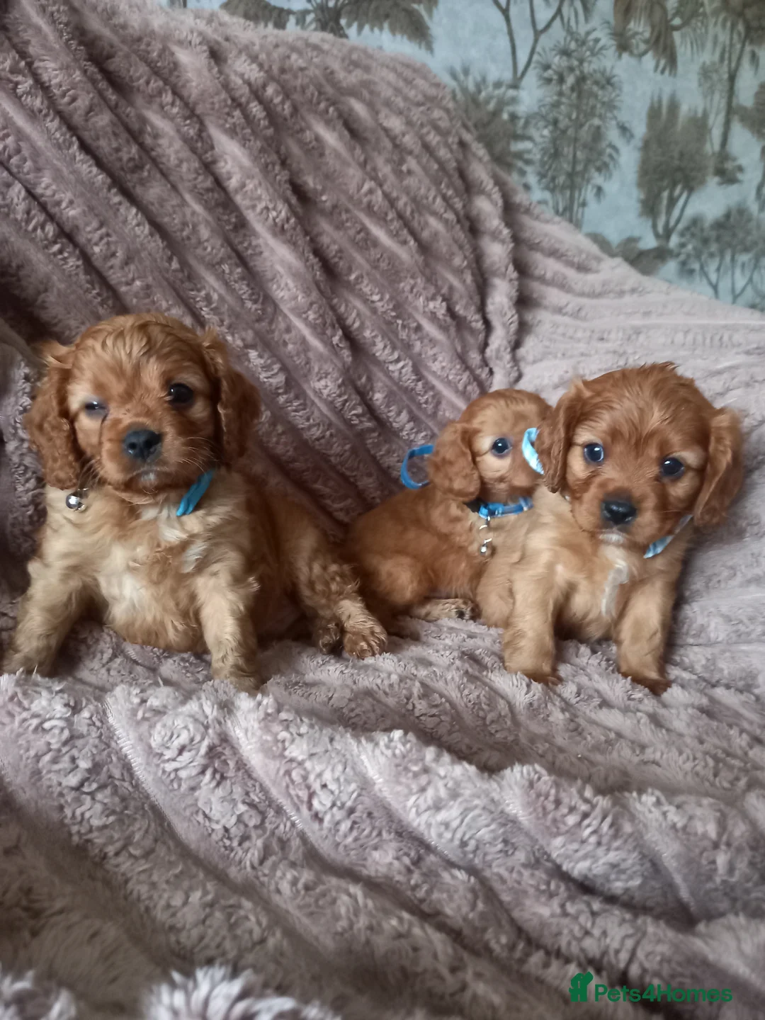 Cavapoo dogs for sale: Fb1 cavapoo  - Advert 1