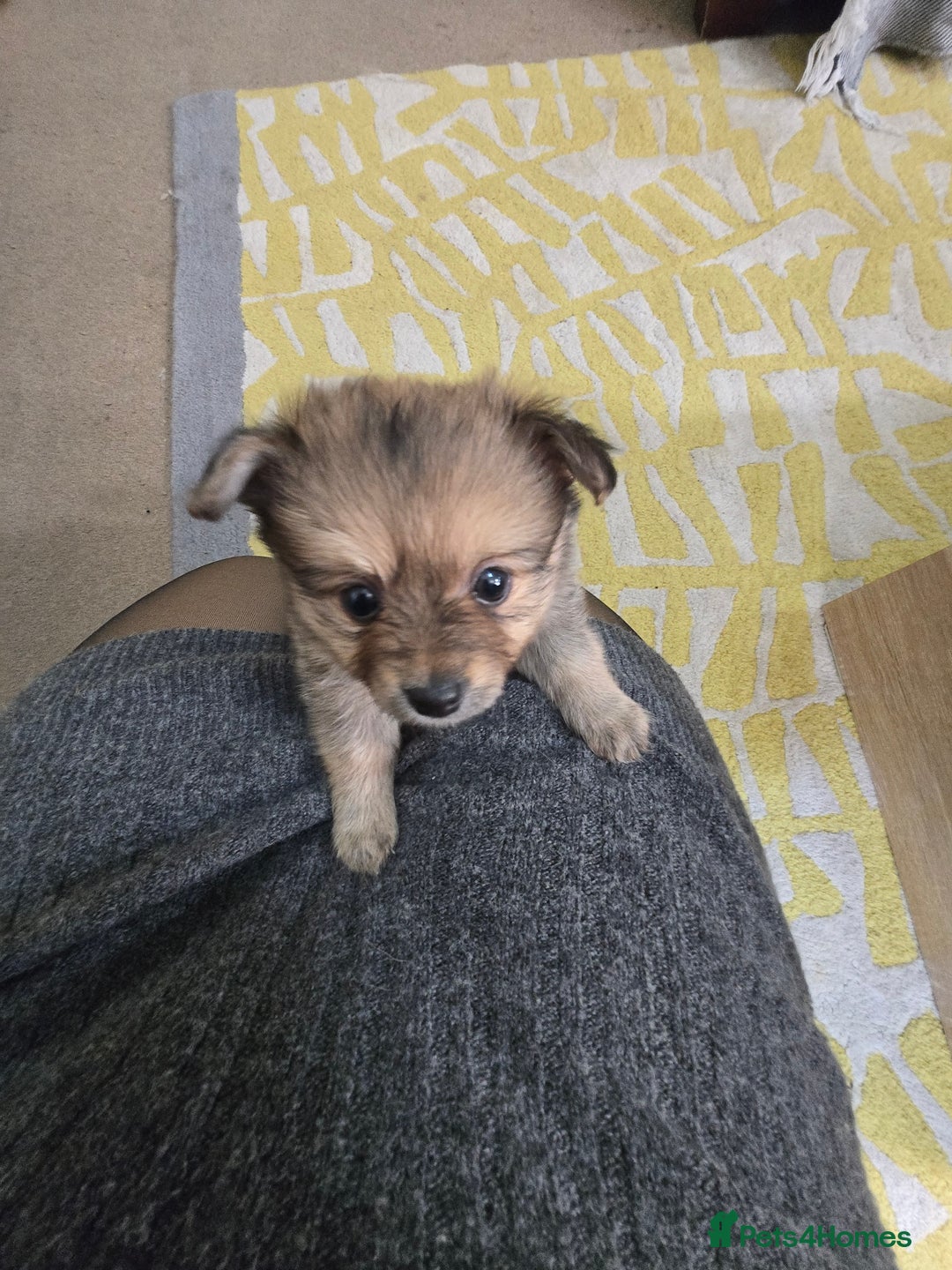 Pomchi dogs for sale: 🐶 Adorable Pomchi Puppies Available! 🐶 - Advert 6