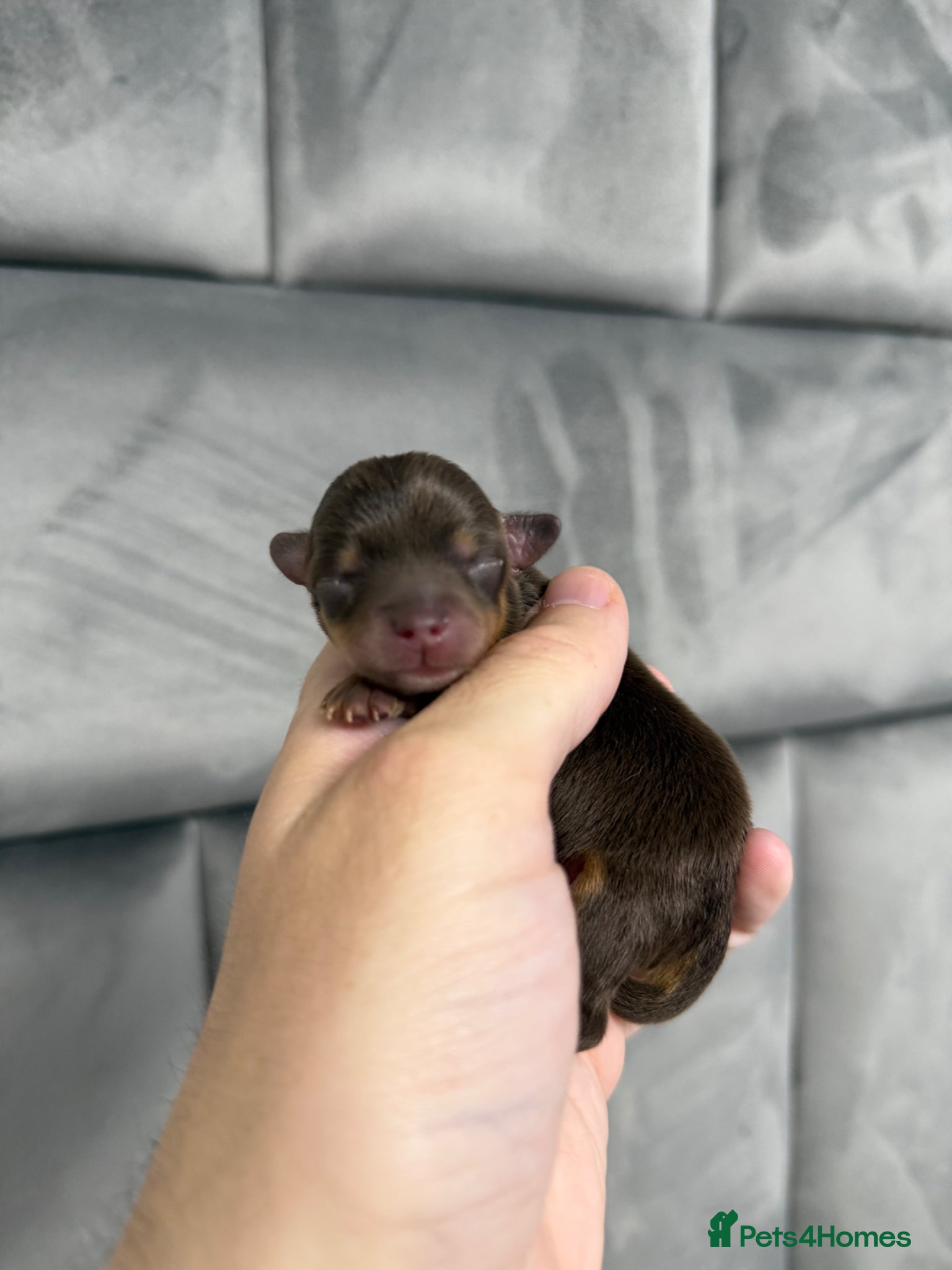 Chipoo dogs for sale: 💎 EXQUISITE TINY CHIPOO PUPPIES AVAILABLE 💎  - Advert 9