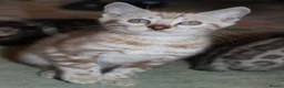 Bengal cats for sale: Beautiful TICA Registered Male Bengal Kittens - Advert 3
