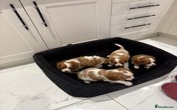 Cavalier King Charles Spaniel dogs for sale: Beautiful cavaliers looking for forever homes - Image 8