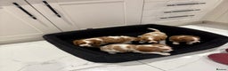 Cavalier King Charles Spaniel dogs for sale: **Reduced** last girl looking for forever home - Advert 8