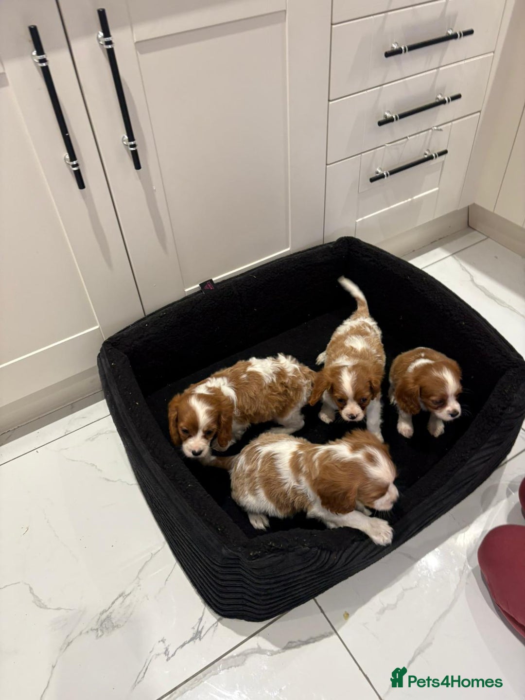 Cavalier King Charles Spaniel dogs for sale: Beautiful cavaliers looking for forever homes - Image 8