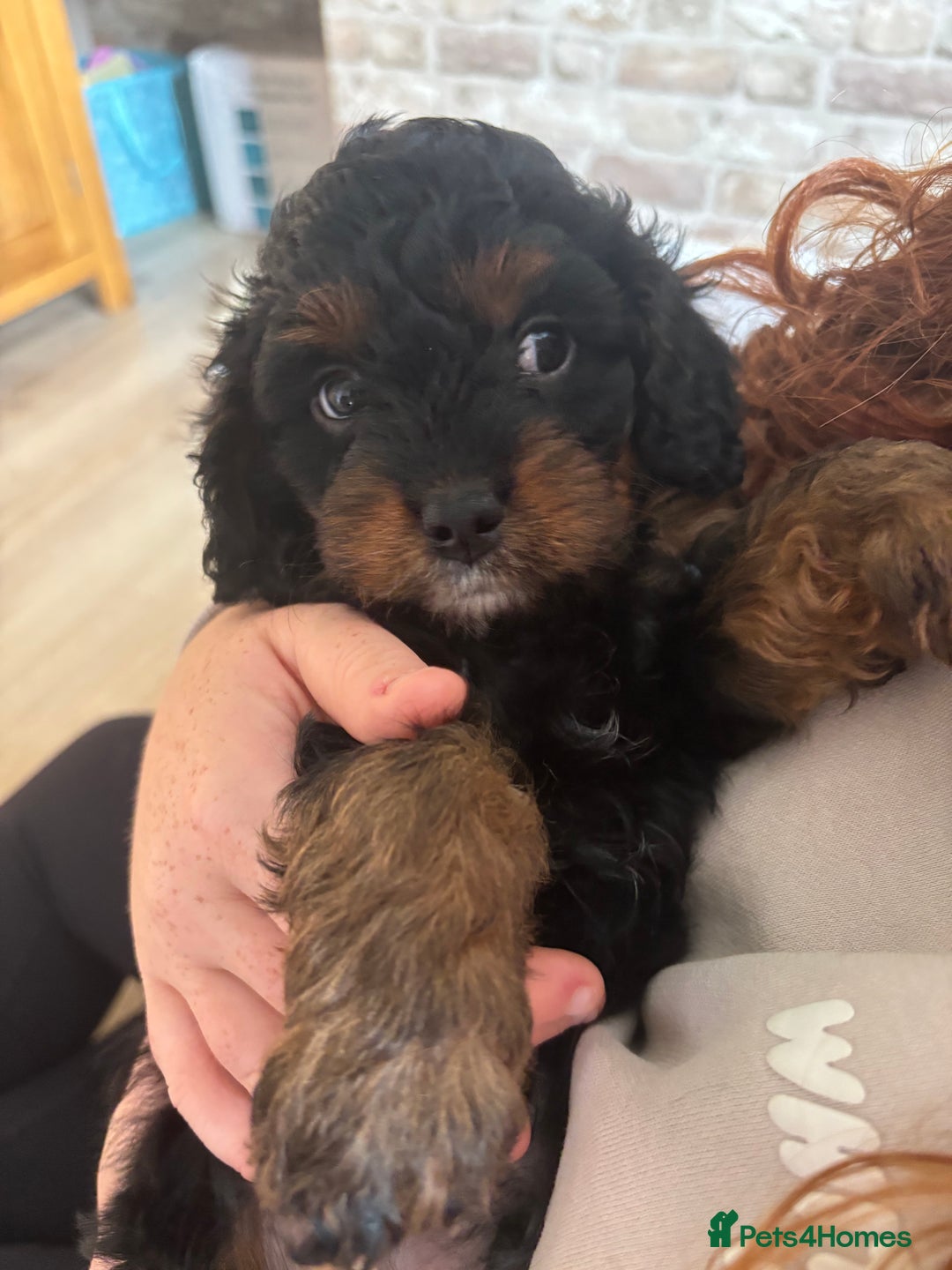 Cavapoo dogs for sale: Outstanding Blk and tan toy cavapoo male left  - Image 30