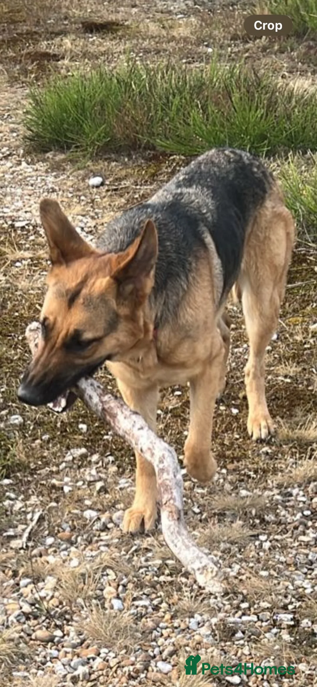 German Shepherd dogs for sale: Storm in Romney Marsh - Advert 2