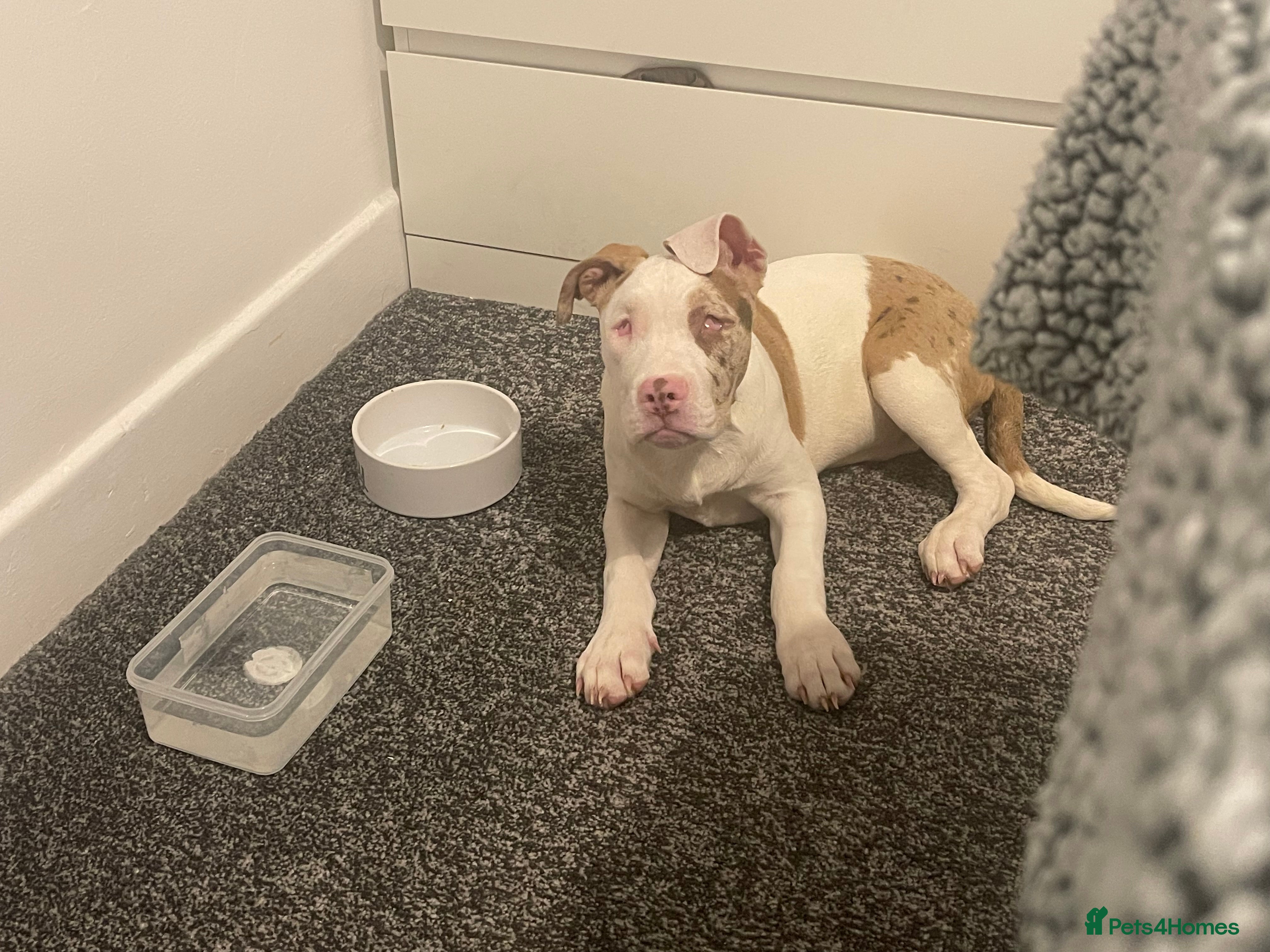 American Bulldog dogs Narla  - Advert 1